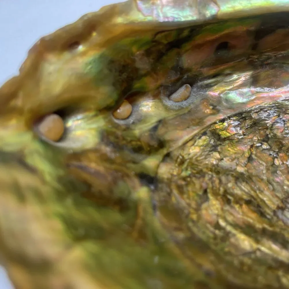 Vintage Iridescent Abalone Shell Trinket Candy Dish Footed Bowl Natural Decor